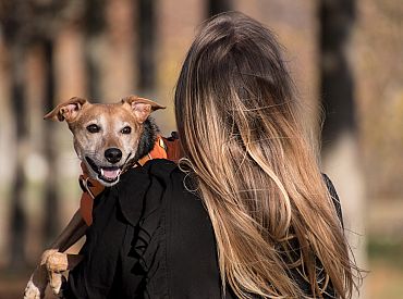 Собаки незаметно знакомят людей друг с другом   — этот механизм наконец изучили исследователи!