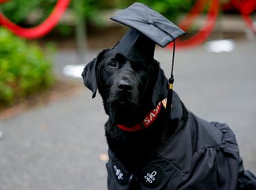 Ну, тупыые! Или напротив — хитрые? Откуда в США взрывной рост психически больных студентов