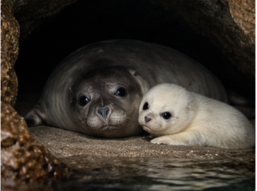 Греческая трагедия: туристы загнали редких тюленей в пещеры!