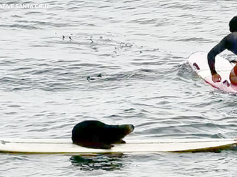 Морская выдра укусила серфера  —  угнала доску и удерживала её до прибытия спасателей!