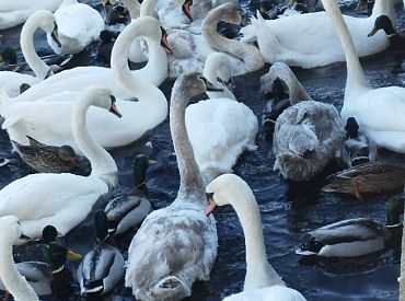 В Риге погибают лебеди. Дума помочь не хочет. Может, вы их спасете?