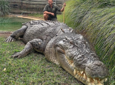 Сколько человек почистят зубы крокодилу? В Австралии об этом узнали