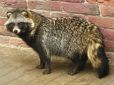 Чужаки на нашей земле: они стремительно «захватывают» Латвию