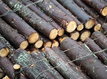 Еловый, восьмизубый, страшный: из-за него вырублены тысячи гектаров леса — кто же он?