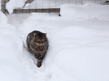 Самый глубокий за три года: сколько см снега выпало в Латвии?