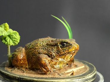 Год Красной Огненной Лошади? Нет, в Латвии объявлен год жабы обыкновенной