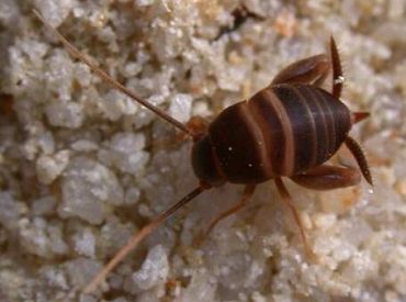 В Латвии выбрали насекомое года: если увидите такое, сообщите где встретили!