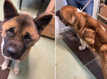 На всех денег не хватит: питомцы накрытой PVD «фабрики собак» попали в приют