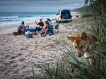 После гибели туристки на райском острове Австралии решили уничтожить целую стаю диких собак