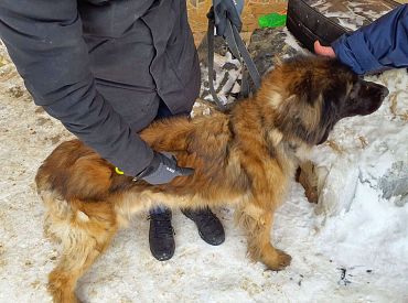 Две умерло: под Бауской обнаружили собак и кошек в жутких условиях. ФОТО, ВИДЕО