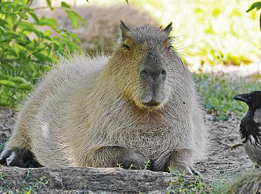 Rīgas zooloģiskais dārzs aicina dot vārdus kapibaru mazuļiem
