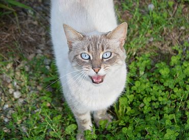 Почему коты разговаривают с людьми как с котятами? У этого есть научное объяснение
