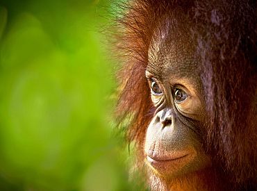 Наводнение, которое могло стереть целый вид: что на самом деле произошло в джунглях Индонезии