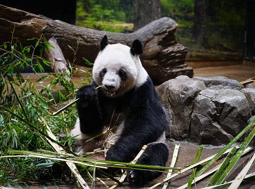 Японцы в слезах прощаются с пандами: их забирает Китай из-за спора вокруг островов