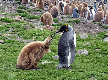 Пингвины сошли с ума от погоды? В Антарктиде перепутались сезоны жизни