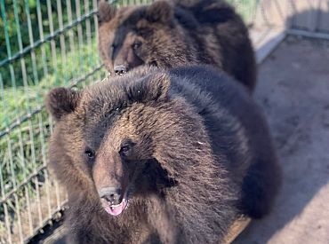Медведей из Raptors Park выкупили за 2251 евро. И тем самым спасли от смерти