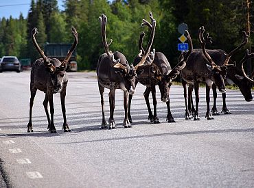 Как измерить расстояние в оленях? В Финляндии это уже сделали