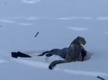 Снежный леопард атаковал туристку при попытке селфи (ВИДЕО)