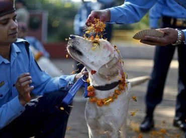 День, когда благодарят собак — официально и всерьёз