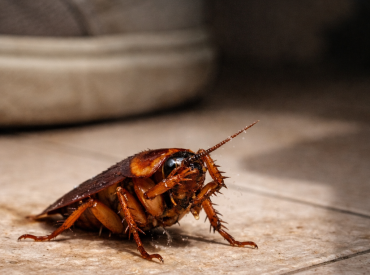 Почему тараканы немедленно бросаются чистить себя, если коснулись тебя? Шокирующая правда