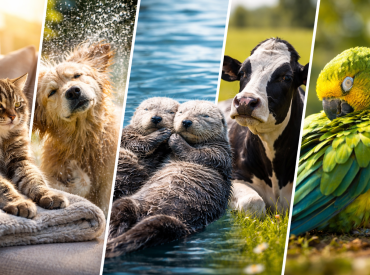 Они умеют расслабляться лучше нас: как животные снимают стресс — и почему это работает