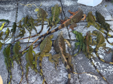 Во Флориде с неба падают игуаны — и спасать их опасно