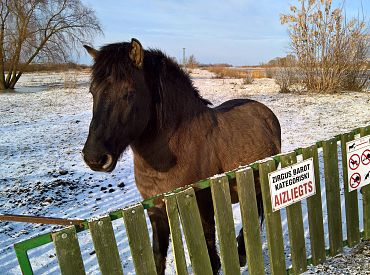 Лошадки дико голодают! Символ Елгавы под угрозой: диким лошадям не хватает денег и сена