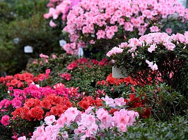 Зацвела крупнейшая в Северной Европе коллекция азалий: в Ботаническом саду ЛУ