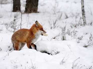 Sestdien, pastiprinoties vējam, gaidāms neliels sniegvilksnis