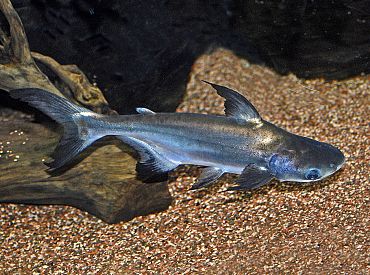 Что скрывает дешёвый пангасиус? Разовое употребление не опасно, но есть риски