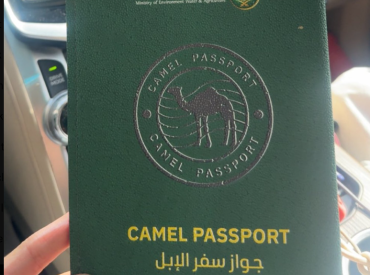 Верблюдам в Саудовской Аравии начали выдавать паспорта!
