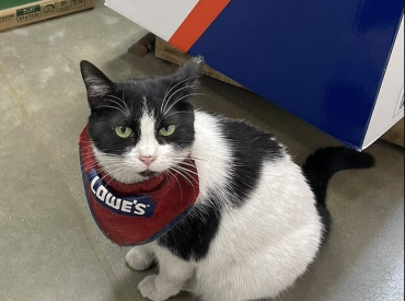 Скандал: строительный магазин уволил кошку-сотрудницу — покупатели требуют вернуть её на работу