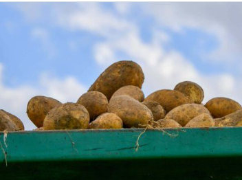 Картофельный потоп в Германии: урожай раздают бесплатно