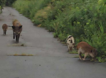 Мутанты из Фукусимы? Учёные раскрыли тайну странных «свинок-гигантов»