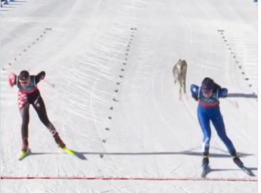 На Олимпиаде в Италии «волк» пересёк финиш — и теперь ему требуют медаль