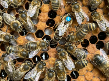 1000 «королев» и смертельная свадьба: как в Бельгии спасают чёрную пчелу