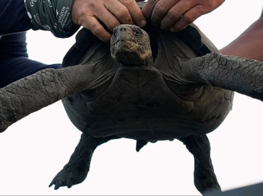 Возвращение из небытия: гигантские черепахи снова на острове спустя 150 лет!