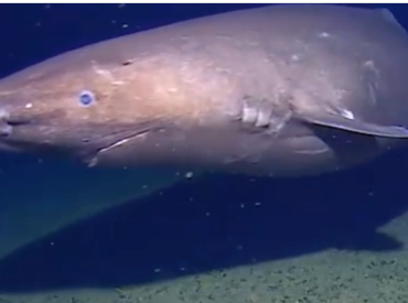 Шок подо льдом: у берегов Антарктиды нашли акулу с «суперспособностями»