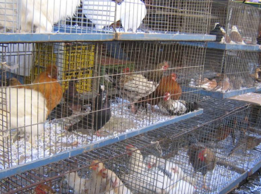 В Бельгии запретили продавать живых животных на рынках: это не одежда