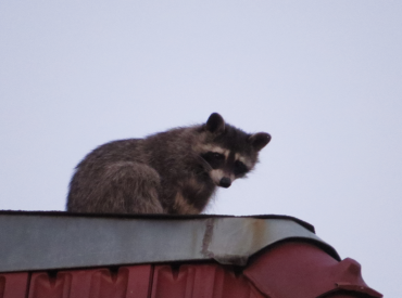 Берлин в осаде енотов: они везде  —  от клиники Charité до казарм!