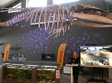 Спешите видеть! Десятиметровый скелет кита стал символом ценностей Рижского зоопарка