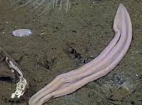 У этого существа нет мозга, глаз и органов. И оно всё равно живёт