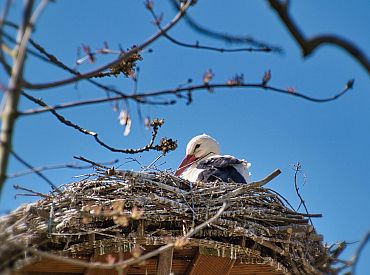 В Европе начали массово отключать уличные фонари — ради животных