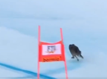 На Олимпиаде в Италии трассу захватил пёс: он пролетел слалом лучше многих спортсменов! (ВИДЕО)