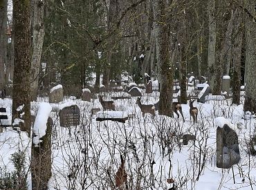 Застукали с поличным: воров цветов с кладбищ запечатлели на месте «преступления» (ФОТО)