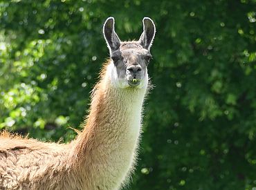 Восемь лам задержали вора быстрее полиции:  как это случилось?