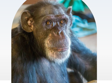 Они “говорят” руками: остались последние «разговаривающие» шимпанзе — и у науки остался неудобный вопрос