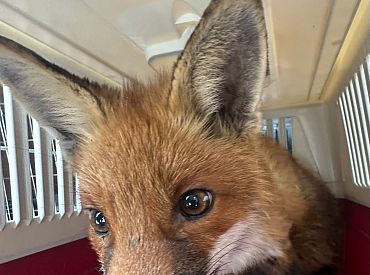 Лиса застряла во дворе: её спасла муниципальная полиция Адажи