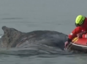 Гигантский горбатый кит, заблудившийся в Балтийском море, борется за жизнь (ВИДЕО)