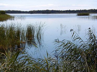 «Озеро полно мёртвой рыбы»: что случилось на Каниерисе?